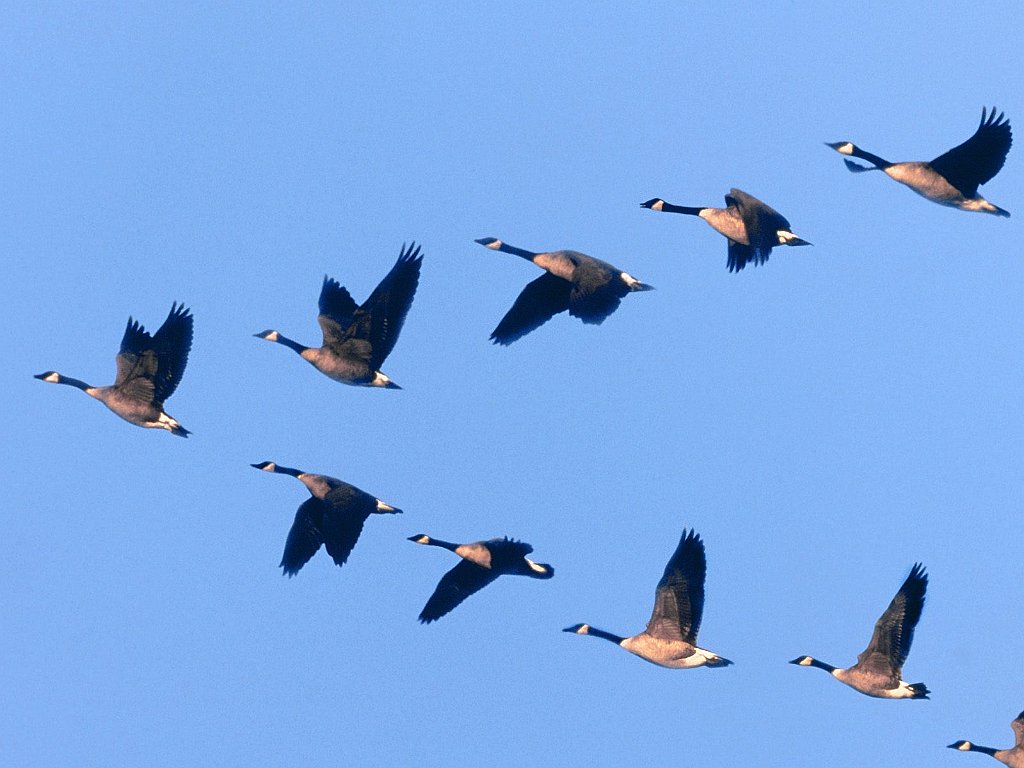 Wild Formation